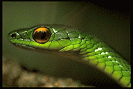 Parrot Snake